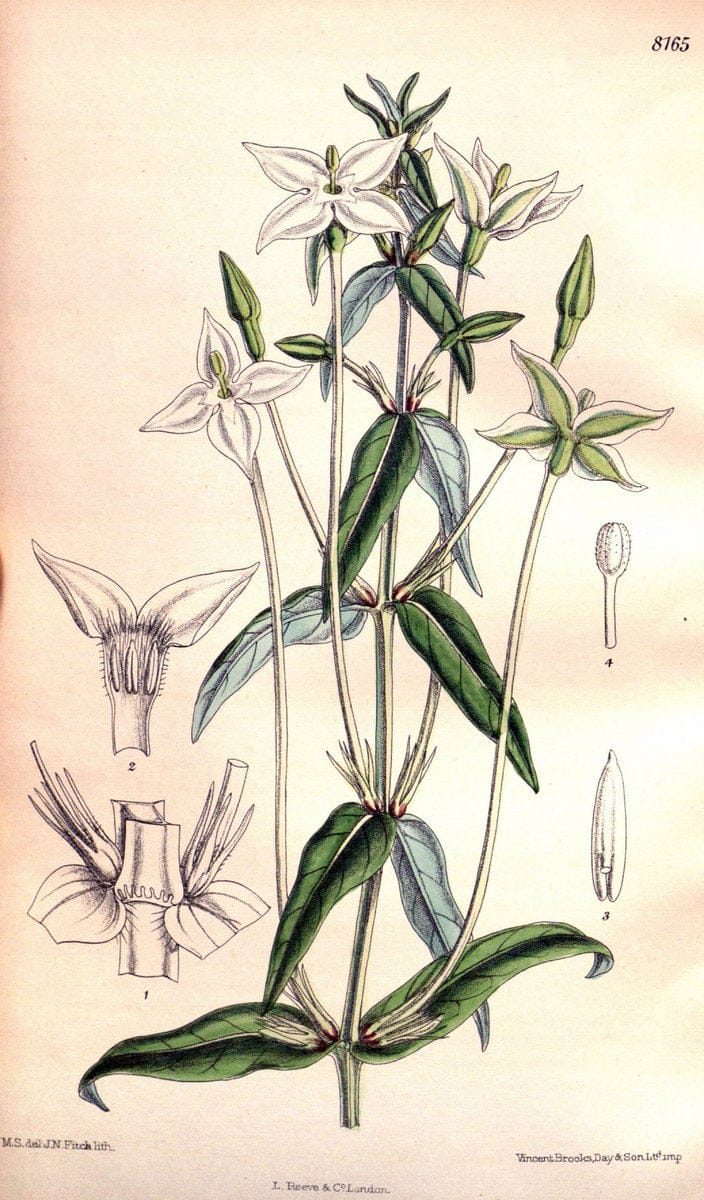 Curtis's botanical magazine. London ;New York [etc.] :Academic Press [etc.]. | Botany Periodicals "Pictorial works"  | Vintage Print Reproduction 451782
