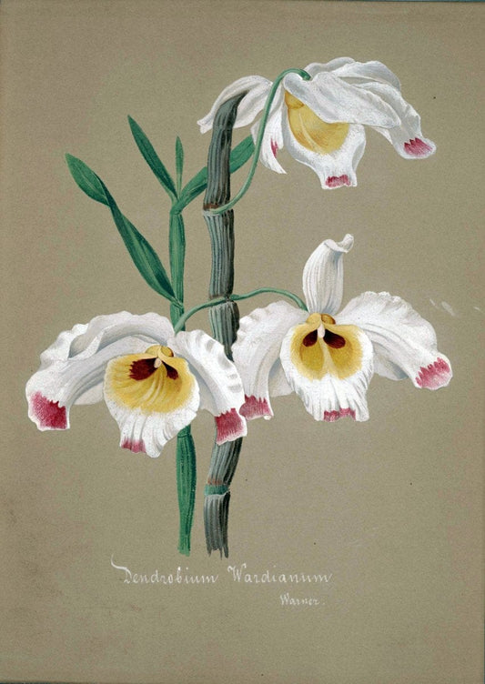 Collection d'orchideÃŒÂes.[S.l. :s.n.,18--]. | "Botanical illustration" Orchidaceae "Orchidaceae in art" "Pictorial works"  | Vintage Print Reproduction 451783