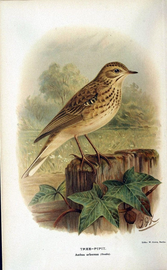 Coloured figures of the birds of the British Islands / issued by Lord Lilford. London :R | 59.82(42) Birds "Great Britain" "Pictorial works"  | Vintage Print Reproduction 451785