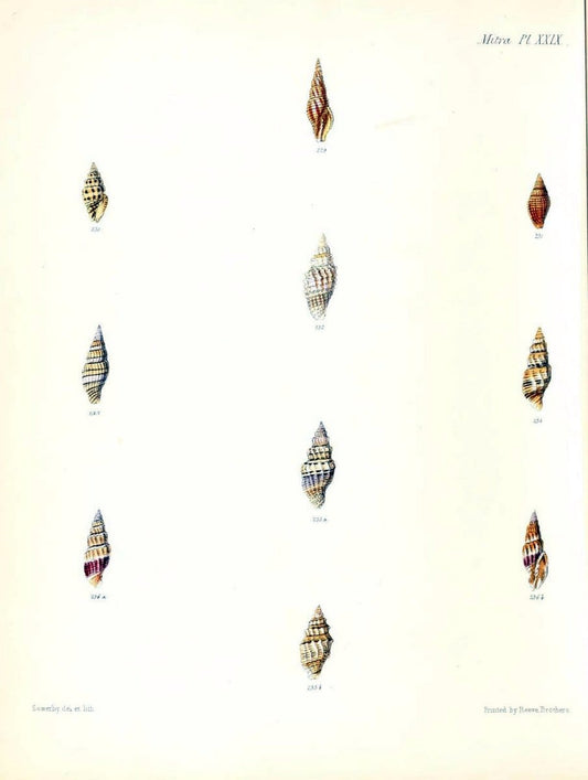 Conchologia iconica, or, Illustrations of the shells of molluscous animals /.London :Reeve, Brothers,1843-1878.  | Mollusks "Pictorial works" Shells | Vintage Print Reproduction 451786