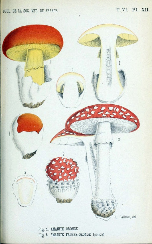 Bulletin de la SociÃ©tÃ© mycologique de France.Epinal :La SociÃ©tÃ©,1885-1903.  | France Fungi Mycology Periodicals | Vintage Print Reproduction 451787