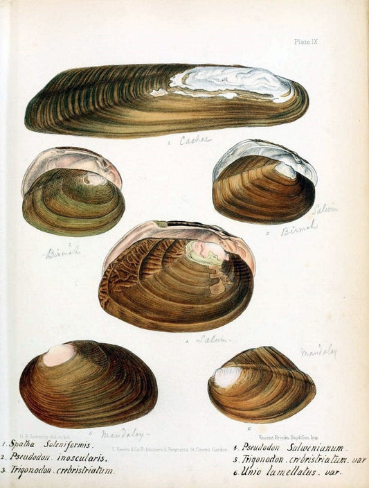 Conchologia indica,.London,1870-1876.  | India Mollusks Shells  | Vintage Print Reproduction 451789