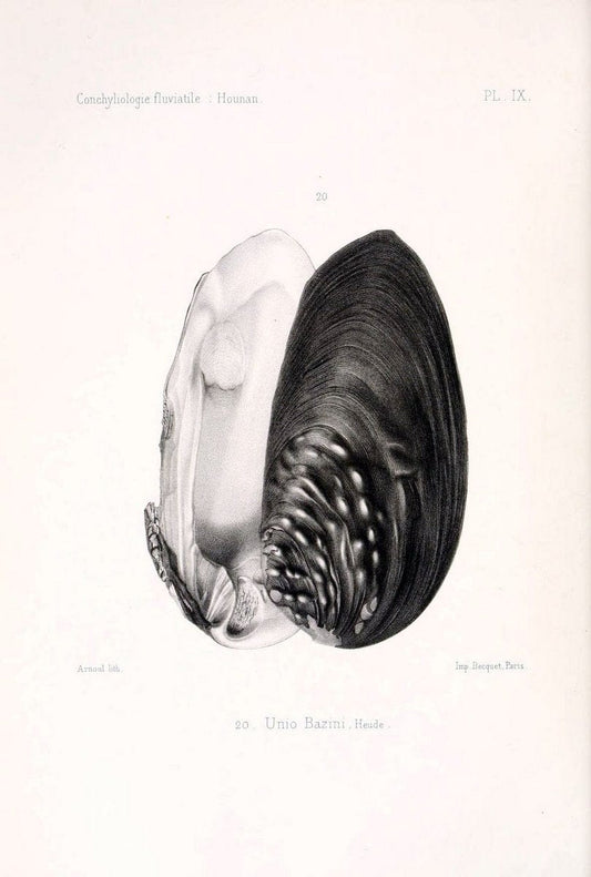 Conchyliologie fluviatile de la province de Nanking et de la Chine centrale /.Paris :Savy,[1875-1885]. | China Mollusks "Nanjing (Jiangsu Sheng)"  | Vintage Print Reproduction 451790