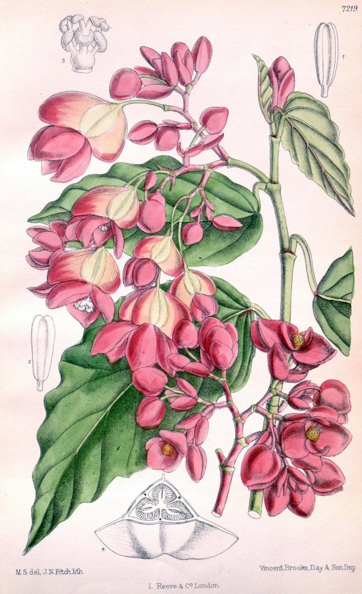 Curtis's botanical magazine. London ; New York [etc.] :Academic Press [etc.]. | "Botanical illustration" Botany Periodicals "Pictorial works" "Plants, Ornamental"  | Vintage Print Reproduction 451791