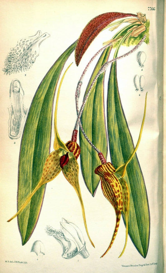 Curtis's botanical magazine. London ; New York [etc.] :Academic Press [etc.]. | "Botanical illustration" Botany Periodicals "Pictorial works" "Plants, Ornamental"  | Vintage Print Reproduction 451792