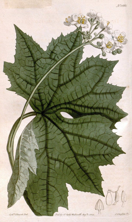 Curtis's botanical magazine. London ; New York [etc.] :Academic Press [etc.]. | "Botanical illustration" Botany Periodicals "Pictorial works" "Plants, Ornamental"  | Vintage Print Reproduction 451793