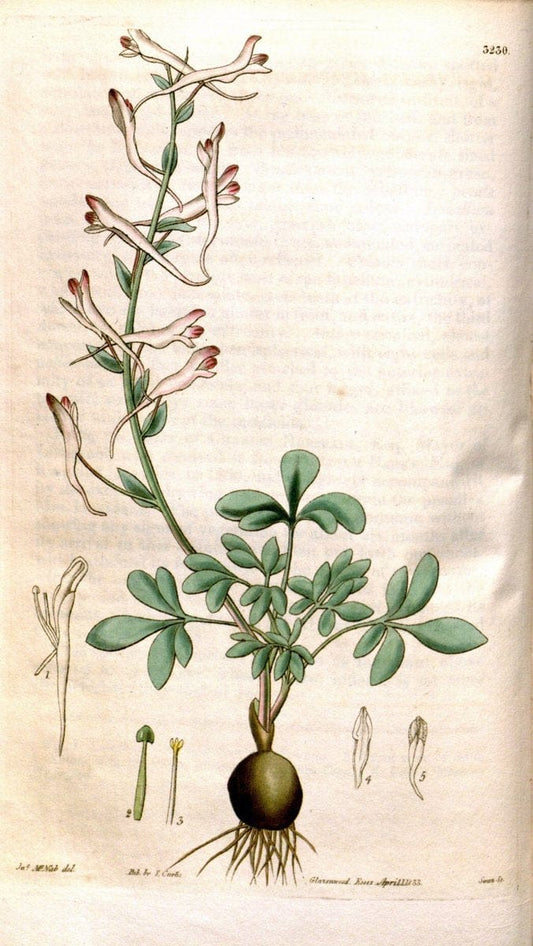 Curtis's botanical magazine. London ; New York [etc.] :Academic Press [etc.]. | "Botanical illustration" Botany Periodicals "Pictorial works" "Plants, Ornamental"  | Vintage Print Reproduction 451794