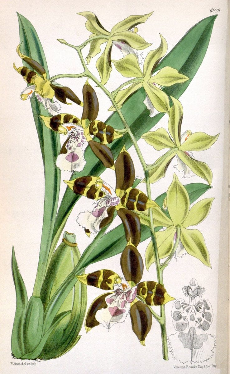 Curtis's botanical magazine. London ; New York [etc.] :Academic Press [etc.]. | "Botanical illustration" Botany Periodicals "Pictorial works" "Plants, Ornamental"  | Vintage Print Reproduction 451795