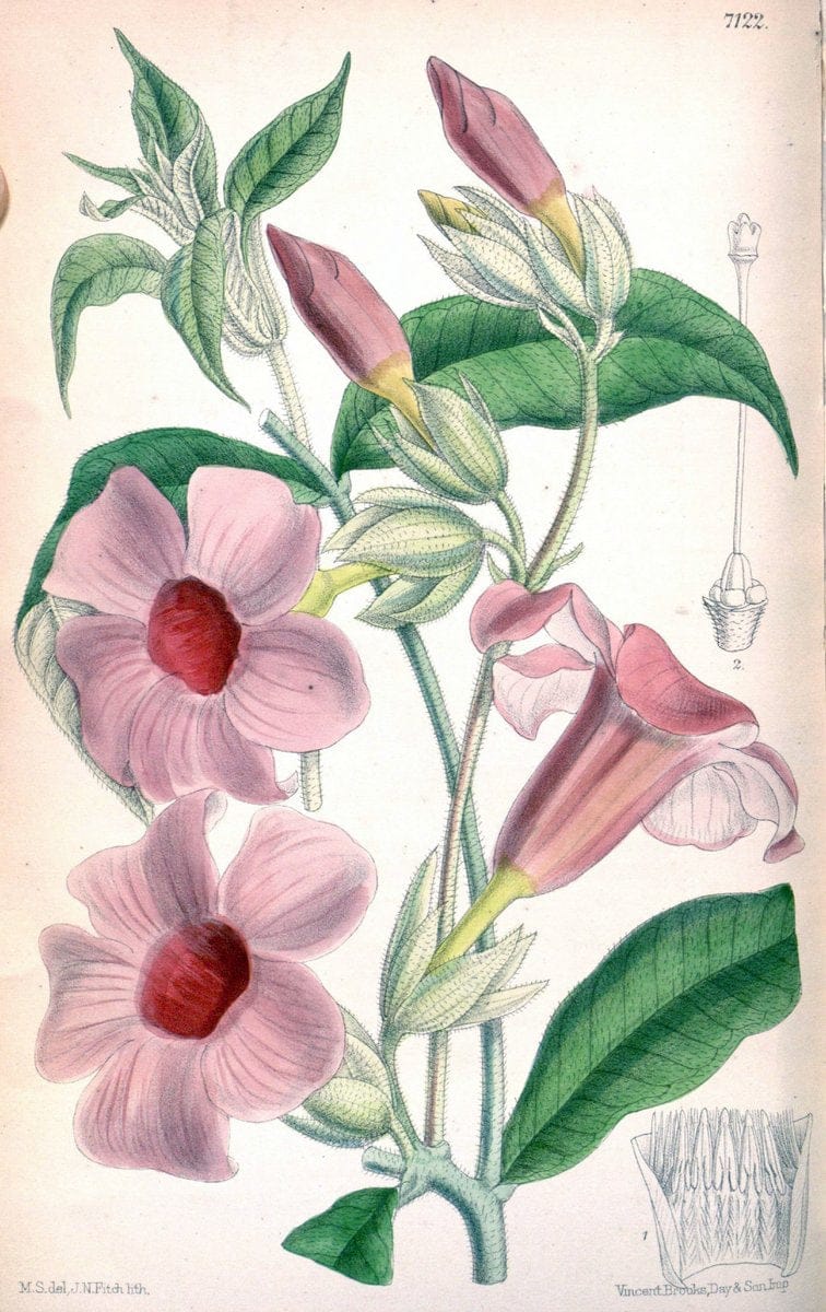 Curtis's botanical magazine. London ; New York [etc.] :Academic Press [etc.]. | "Botanical illustration" Botany Periodicals "Pictorial works" "Plants, Ornamental"  | Vintage Print Reproduction 451796