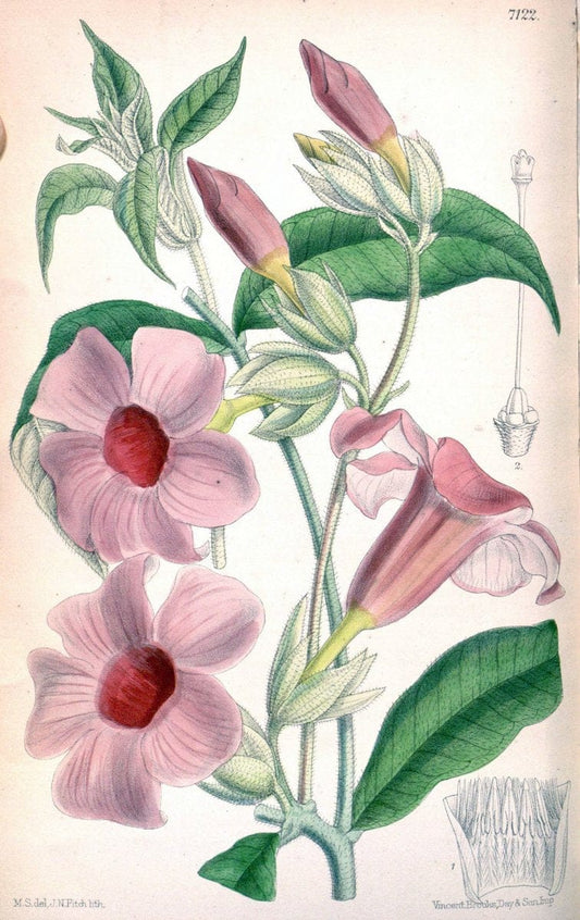 Curtis's botanical magazine. London ; New York [etc.] :Academic Press [etc.]. | "Botanical illustration" Botany Periodicals "Pictorial works" "Plants, Ornamental"  | Vintage Print Reproduction 451796