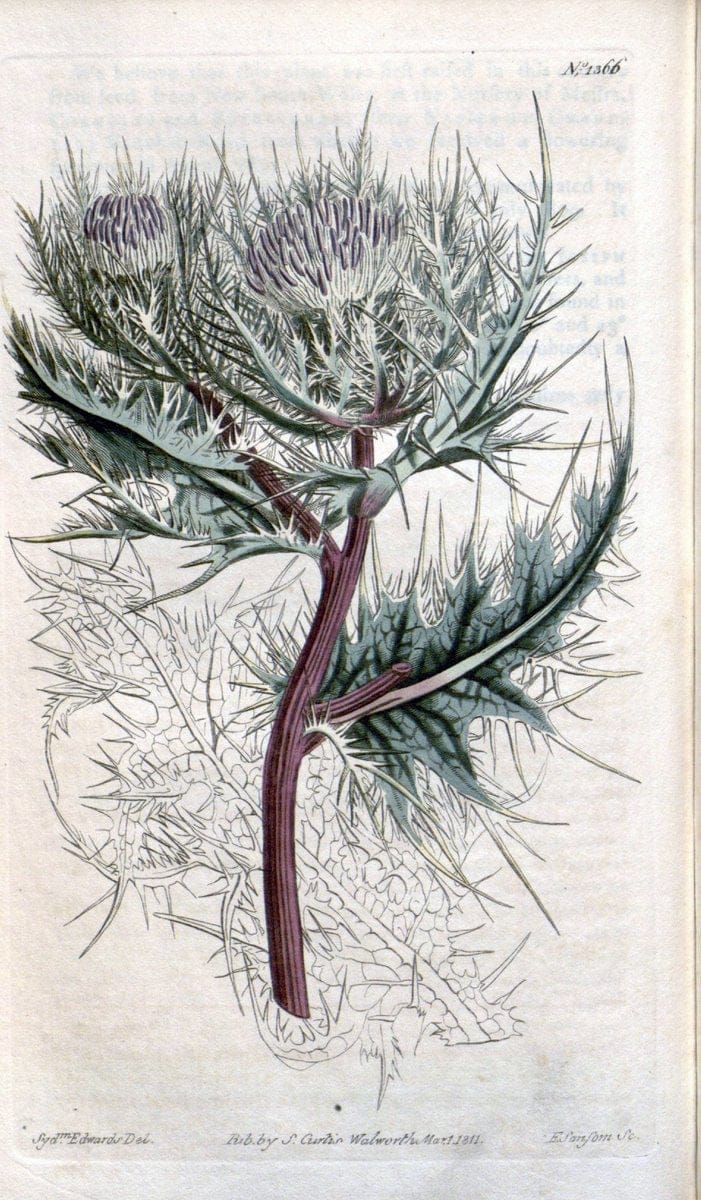 Curtis's botanical magazine. London ; New York [etc.] :Academic Press [etc.]. | "Botanical illustration" Botany Periodicals "Pictorial works" "Plants, Ornamental"  | Vintage Print Reproduction 451797