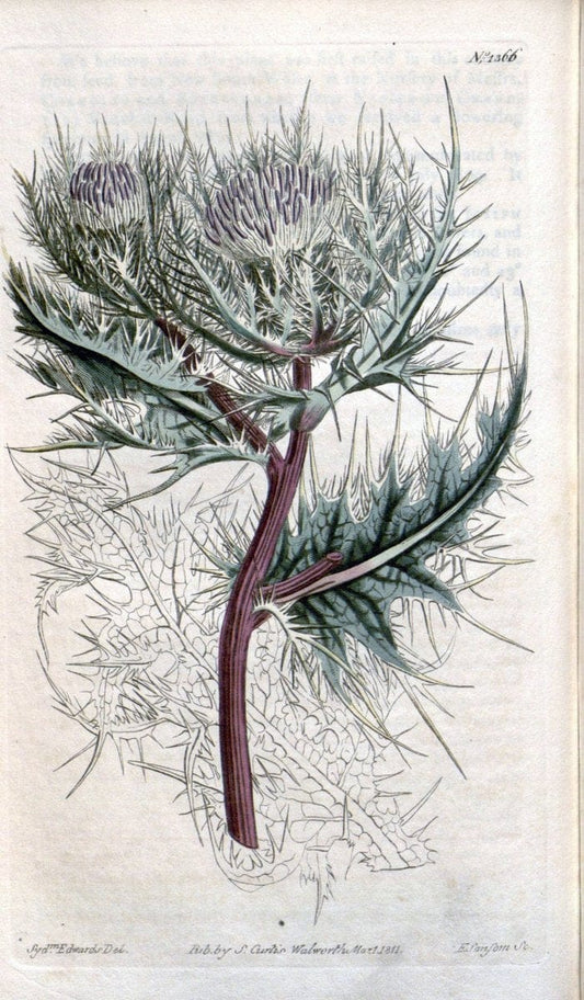 Curtis's botanical magazine. London ; New York [etc.] :Academic Press [etc.]. | "Botanical illustration" Botany Periodicals "Pictorial works" "Plants, Ornamental"  | Vintage Print Reproduction 451797