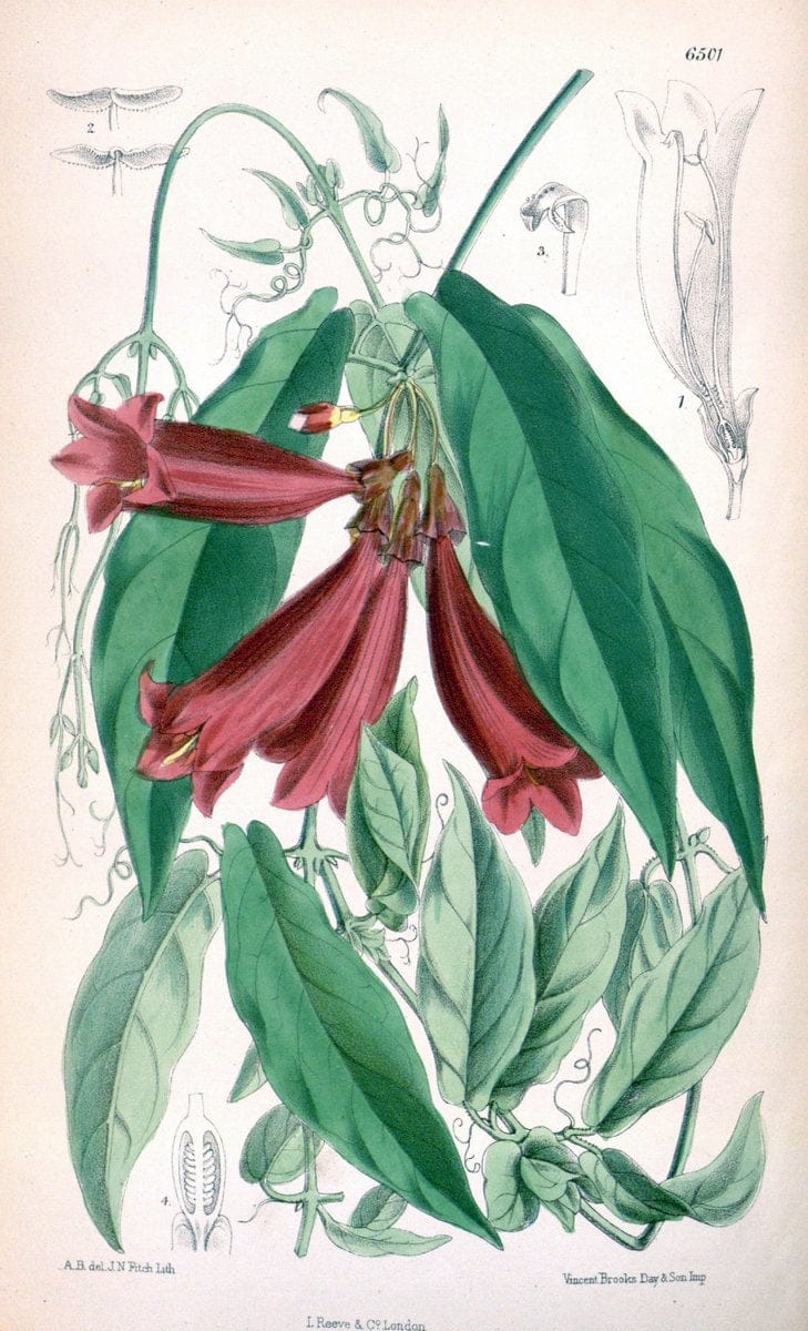 Curtis's botanical magazine. London ; New York [etc.] :Academic Press [etc.]. | "Botanical illustration" Botany Periodicals "Pictorial works" "Plants, Ornamental"  | Vintage Print Reproduction 451798