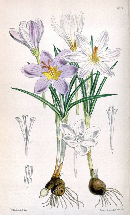 Curtis's botanical magazine. London ; New York [etc.] :Academic Press [etc.]. | "Botanical illustration" Botany Periodicals "Pictorial works" "Plants, Ornamental"  | Vintage Print Reproduction 451799