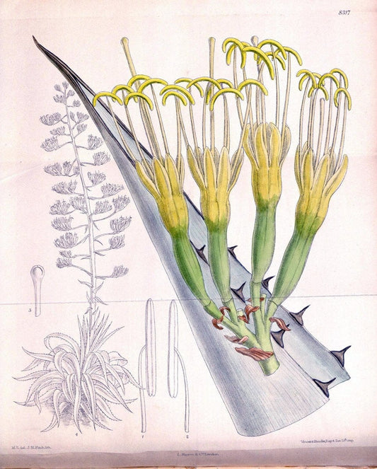 Curtis's botanical magazine. London ; New York [etc.] :Academic Press [etc.]. | "Botanical illustration" Botany Periodicals "Pictorial works" "Plants, Ornamental"  | Vintage Print Reproduction 451801