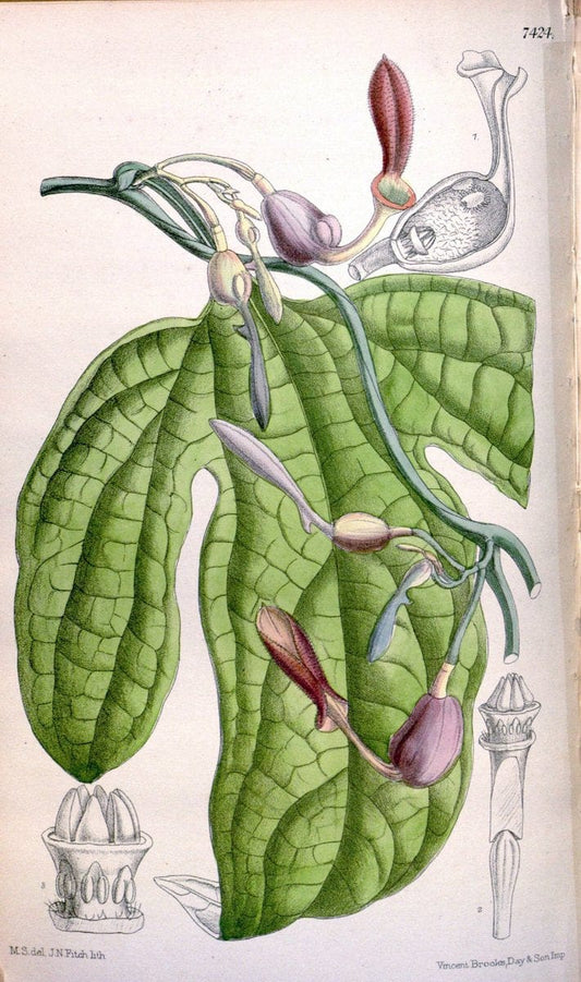Curtis's botanical magazine. London ; New York [etc.] :Academic Press [etc.]. | "Botanical illustration" Botany Periodicals "Pictorial works" "Plants, Ornamental"  | Vintage Print Reproduction 451803