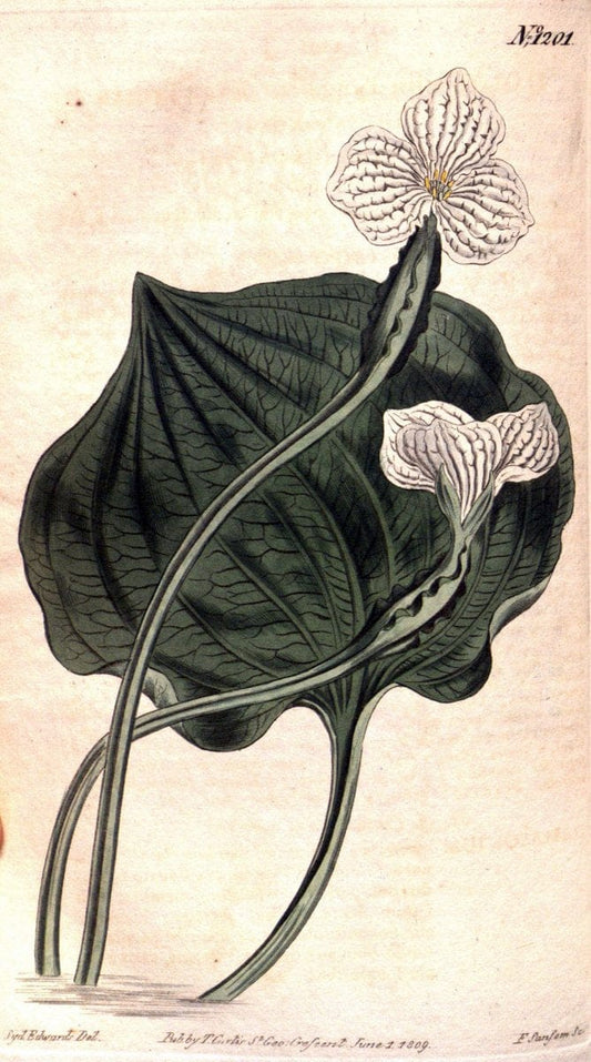 Curtis's botanical magazine. London ; New York [etc.] :Academic Press [etc.]. | "Botanical illustration" Botany Periodicals "Pictorial works" "Plants, Ornamental"  | Vintage Print Reproduction 451805