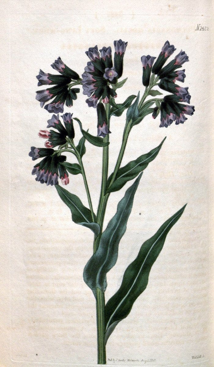 Curtis's botanical magazine. London ; New York [etc.] :Academic Press [etc.]. | "Botanical illustration" Botany Periodicals "Pictorial works" "Plants, Ornamental"  | Vintage Print Reproduction 451806