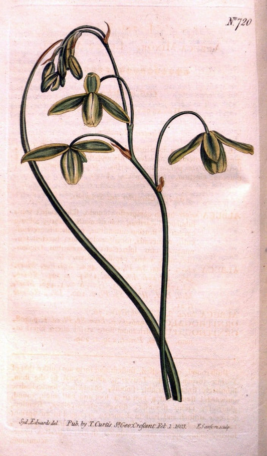 Curtis's botanical magazine..London ;New York [etc.] :Academic Press [etc.]. |  | Vintage Print Reproduction 451808
