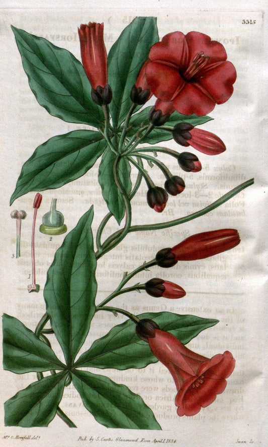 Curtis's botanical magazine..London ;New York [etc.] :Academic Press [etc.]. |  | Vintage Print Reproduction 451809