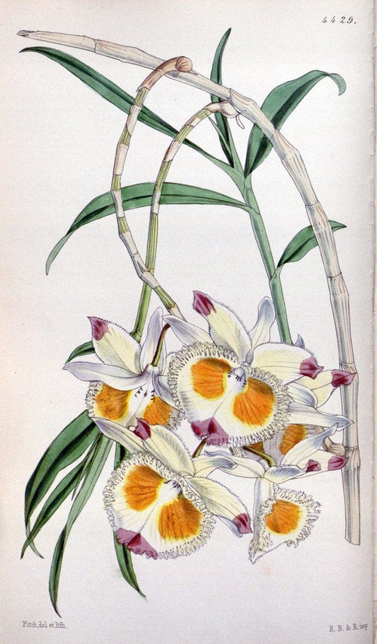 Curtis's botanical magazine. London ;New York [etc.] :Academic Press [etc.]. | Botany Periodicals "Pictorial works"  | Vintage Print Reproduction 451810
