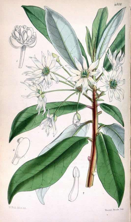 Curtis's botanical magazine. London ;New York [etc.] :Academic Press [etc.]. | Botany Periodicals "Pictorial works"  | Vintage Print Reproduction 451812