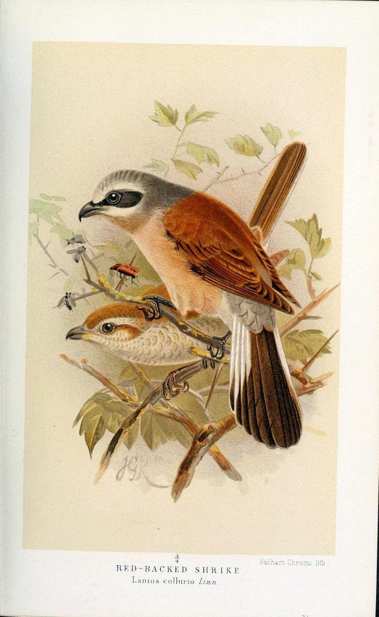 Coloured figures of the birds of the British Islands / issued by Lord Lilford. London :R | 59.82(42) Birds "Great Britain" "Pictorial works"  | Vintage Print Reproduction 451814
