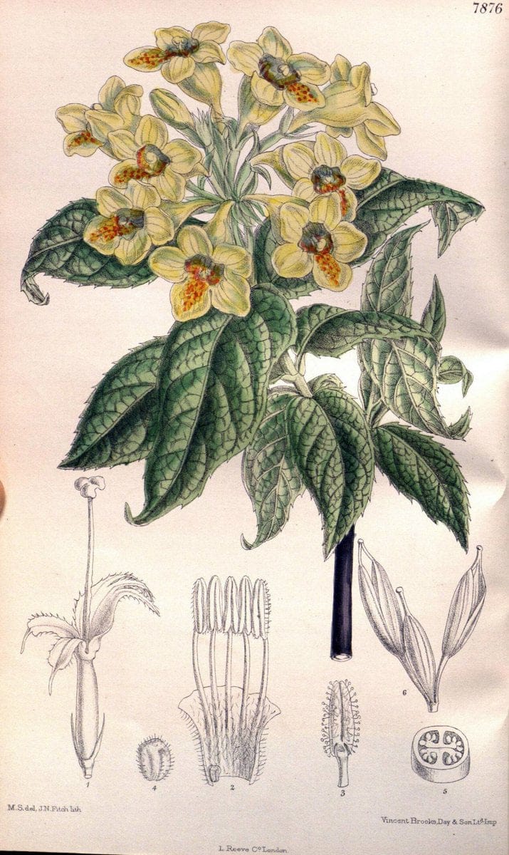 Curtis's botanical magazine. London ; New York [etc.] :Academic Press [etc.]. | "Botanical illustration" Botany Periodicals "Pictorial works" "Plants, Ornamental"  | Vintage Print Reproduction 451815