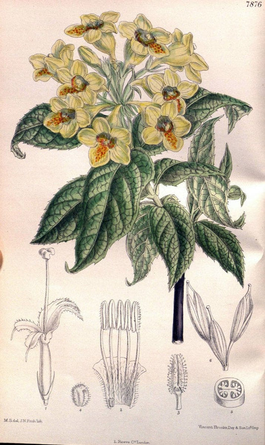 Curtis's botanical magazine. London ; New York [etc.] :Academic Press [etc.]. | "Botanical illustration" Botany Periodicals "Pictorial works" "Plants, Ornamental"  | Vintage Print Reproduction 451815