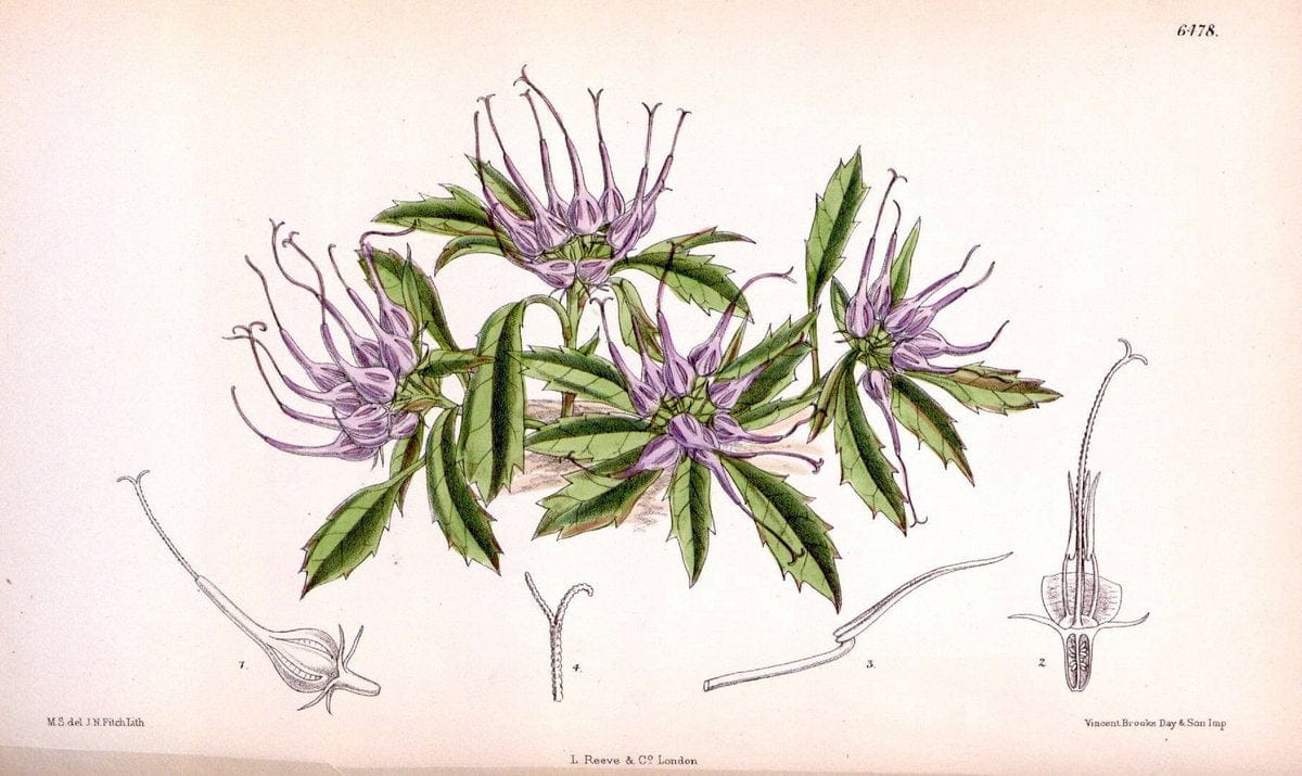 Curtis's botanical magazine. London ; New York [etc.] :Academic Press [etc.]. | "Botanical illustration" Botany Periodicals "Pictorial works" "Plants, Ornamental"  | Vintage Print Reproduction 451816