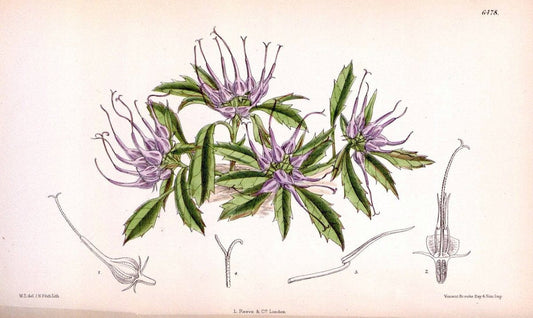 Curtis's botanical magazine. London ; New York [etc.] :Academic Press [etc.]. | "Botanical illustration" Botany Periodicals "Pictorial works" "Plants, Ornamental"  | Vintage Print Reproduction 451816