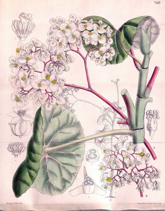 Curtis's botanical magazine. London ; New York [etc.] :Academic Press [etc.]. | "Botanical illustration" Botany Periodicals "Pictorial works" "Plants, Ornamental"  | Vintage Print Reproduction 451817