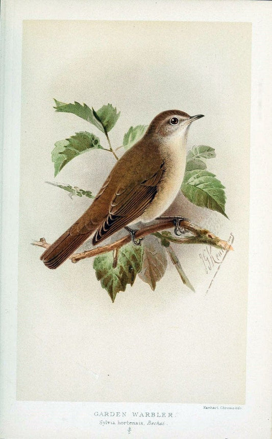 Coloured figures of the birds of the British Islands / issued by Lord Lilford. London :R | 59.82(42) Birds "Great Britain" "Pictorial works"  | Vintage Print Reproduction 451819