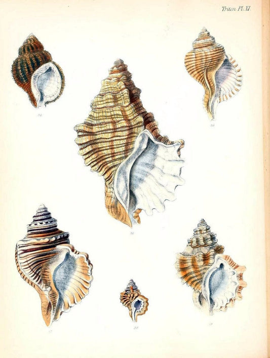 Conchologia iconica, or, Illustrations of the shells of molluscous animals /.London :Reeve, Brothers,1843-1878.  | Mollusks "Pictorial works" Shells | Vintage Print Reproduction 451820