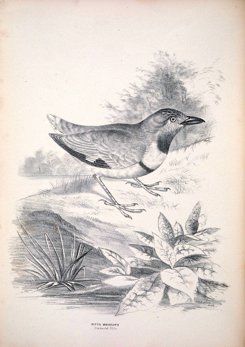 Companion to Gould's Handbook; or, Synopsis of the birds of Australia. Brisbane,Thorne & Greenwell,1877.  | Australia Birds | Vintage Print Reproduction 451821