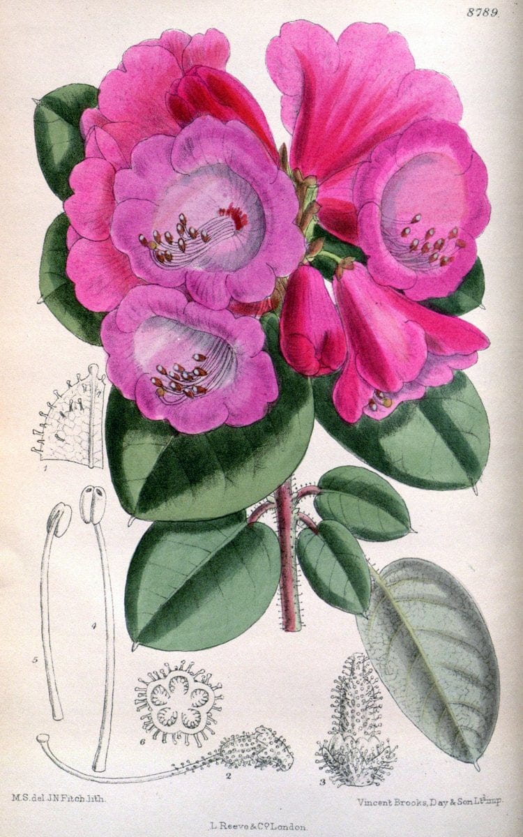 Curtis's botanical magazine. London ; New York [etc.] :Academic Press [etc.]. | "Botanical illustration" Botany Periodicals "Pictorial works" "Plants, Ornamental"  | Vintage Print Reproduction 451822