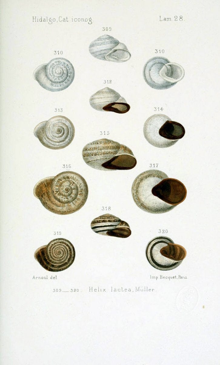 Catalogo iconografico y descriptivo de los moluscos terrestres de EspaÃ Â±a, Portugal y la | "Balearic Islands" Mollusks Portugal Spain  | Vintage Print Reproduction 451823
