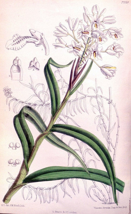 Curtis's botanical magazine. London ; New York [etc.] :Academic Press [etc.]. | "Botanical illustration" Botany Periodicals "Pictorial works" "Plants, Ornamental"  | Vintage Print Reproduction 451824