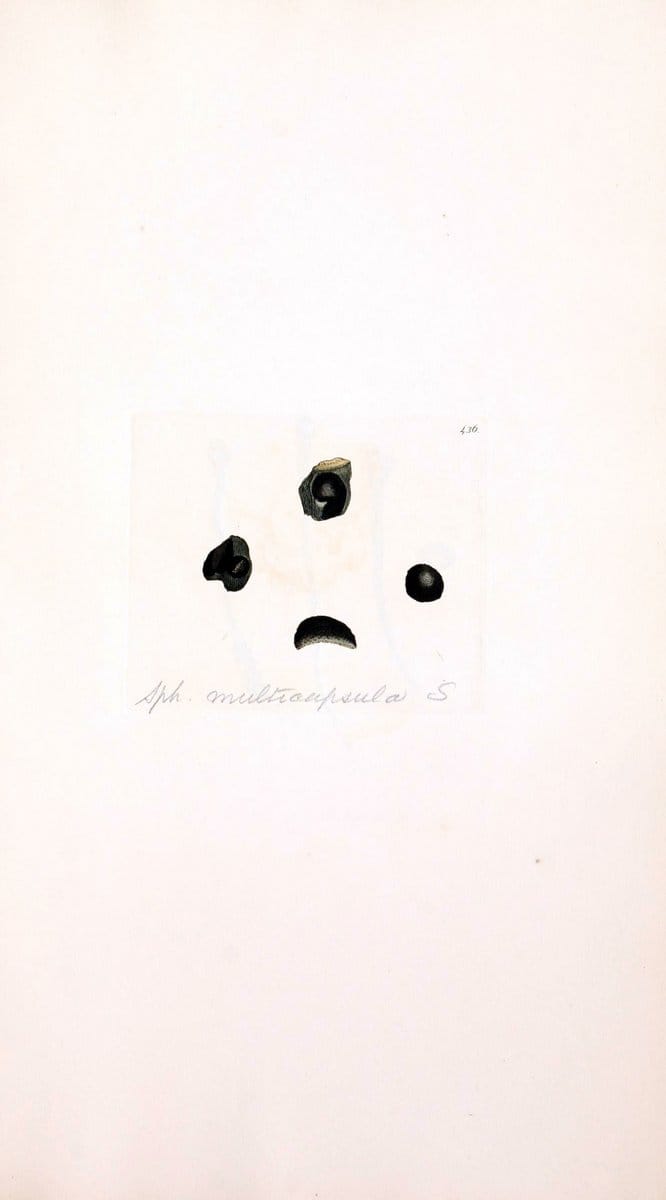 Coloured figures of English fungi or mushrooms. London,Printed by J. Davis,1797-[1809]. | England Mushrooms  | Vintage Print Reproduction 451825