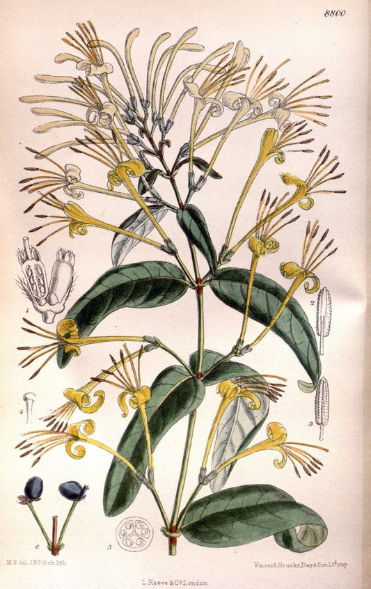 Curtis's botanical magazine. London ; New York [etc.] :Academic Press [etc.]. | "Botanical illustration" Botany Periodicals "Pictorial works" "Plants, Ornamental"  | Vintage Print Reproduction 451826