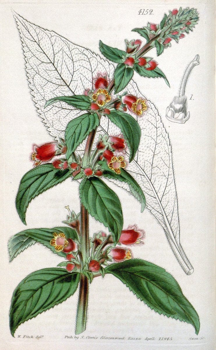 Curtis's botanical magazine. London ; New York [etc.] :Academic Press [etc.]. | "Botanical illustration" Botany Periodicals "Pictorial works" "Plants, Ornamental"  | Vintage Print Reproduction 451827