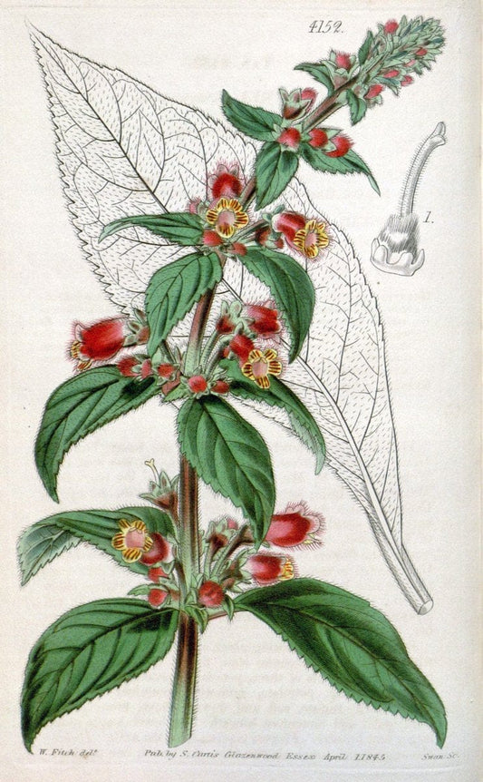 Curtis's botanical magazine. London ; New York [etc.] :Academic Press [etc.]. | "Botanical illustration" Botany Periodicals "Pictorial works" "Plants, Ornamental"  | Vintage Print Reproduction 451827