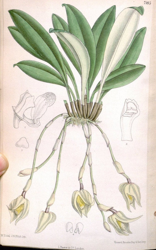 Curtis's botanical magazine. London ; New York [etc.] :Academic Press [etc.]. | "Botanical illustration" Botany Periodicals "Pictorial works" "Plants, Ornamental"  | Vintage Print Reproduction 451831