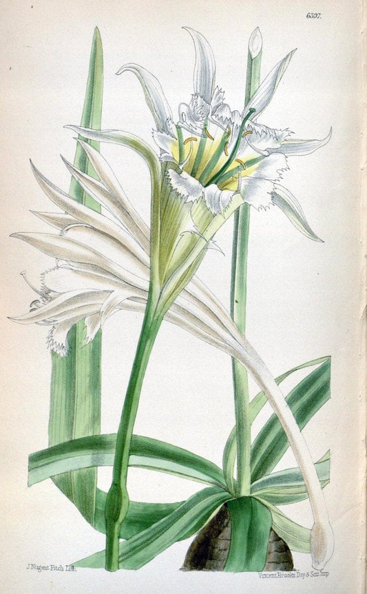 Curtis's botanical magazine. London ; New York [etc.] :Academic Press [etc.]. | "Botanical illustration" Botany Periodicals "Pictorial works" "Plants, Ornamental"  | Vintage Print Reproduction 451834