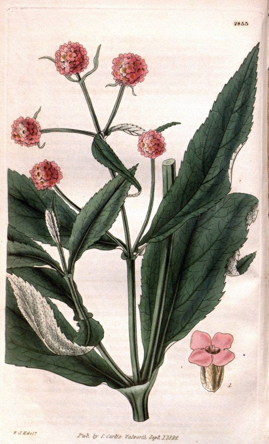 Curtis's botanical magazine. London ; New York [etc.] :Academic Press [etc.]. | "Botanical illustration" Botany Periodicals "Pictorial works" "Plants, Ornamental"  | Vintage Print Reproduction 451835
