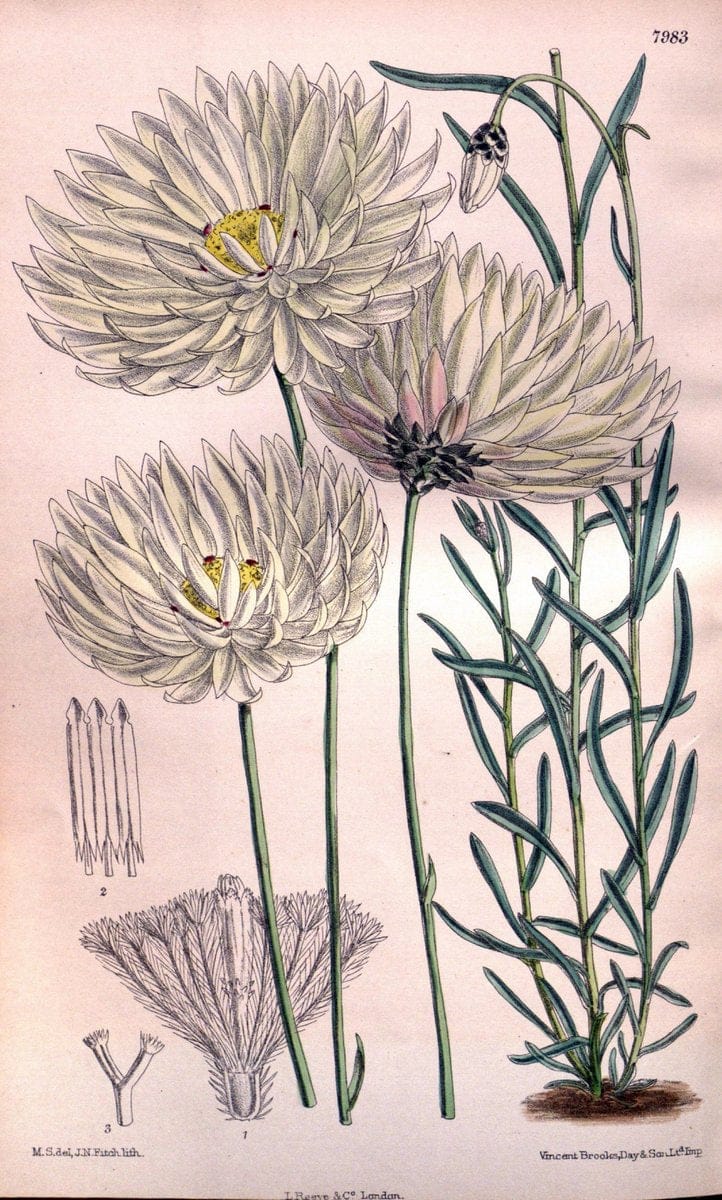 Curtis's botanical magazine. London ; New York [etc.] :Academic Press [etc.]. | "Botanical illustration" Botany Periodicals "Pictorial works" "Plants, Ornamental"  | Vintage Print Reproduction 451836