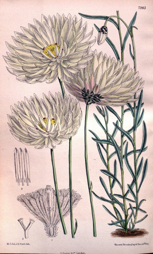 Curtis's botanical magazine. London ; New York [etc.] :Academic Press [etc.]. | "Botanical illustration" Botany Periodicals "Pictorial works" "Plants, Ornamental"  | Vintage Print Reproduction 451836