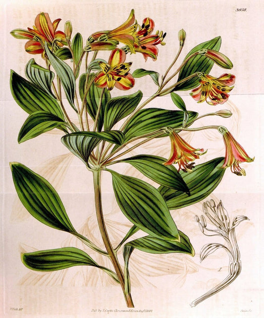 Curtis's botanical magazine. London ; New York [etc.] :Academic Press [etc.]. | "Botanical illustration" Botany Periodicals "Pictorial works" "Plants, Ornamental"  | Vintage Print Reproduction 451837