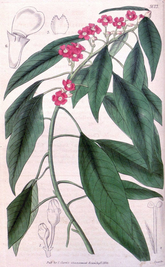 Curtis's botanical magazine..London ;New York [etc.] :Academic Press [etc.]. |  | Vintage Print Reproduction 451839