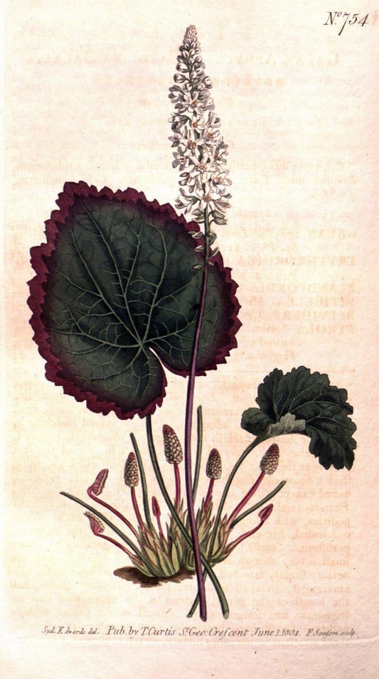 Curtis's botanical magazine..London ;New York [etc.] :Academic Press [etc.]. |  | Vintage Print Reproduction 451840